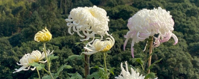 菊花什么季节开放，一般是在秋天开放