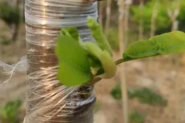广玉兰怎么嫁接，将接穗插入砧木再包裹塑料布