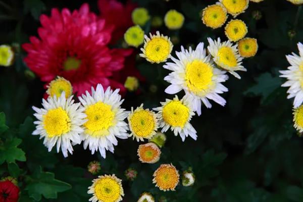 菊花什么季节开放，一般是在秋天开放