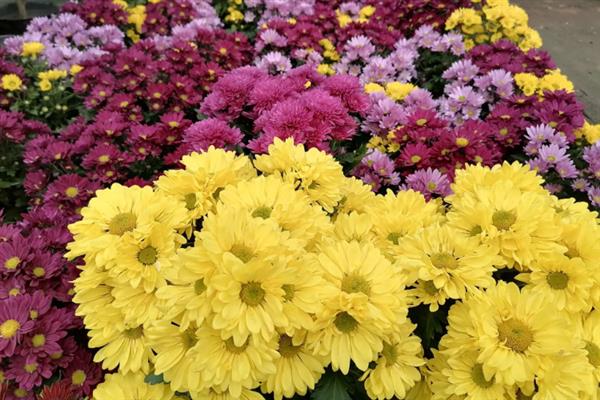 菊花什么季节开放，一般是在秋天开放
