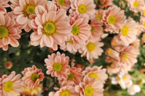 菊花什么季节开放，一般是在秋天开放