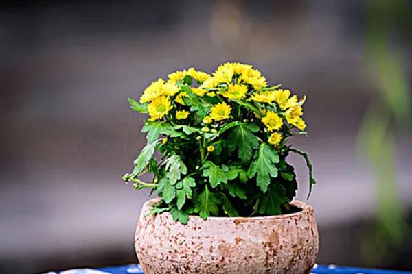 菊花什么季节开放，一般是在秋天开放