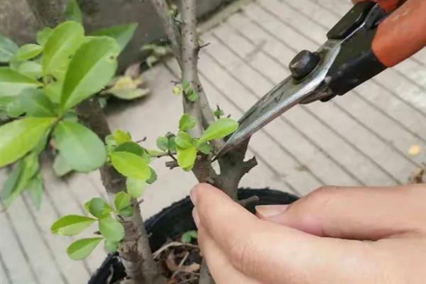 火棘有什么病虫害，常见白粉病、叶斑病、蚜虫等类型