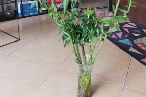 如何水养发财竹才能旺盛生长，每次换水都要添加营养液