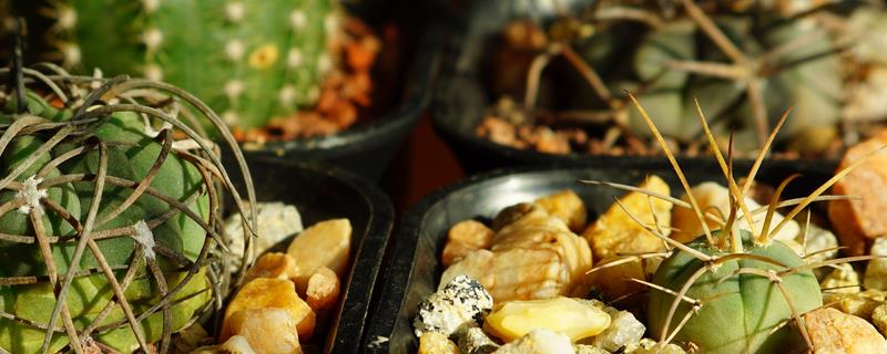 冬季怎么养殖仙人球，包裹棉花和稻草能起到保温作用