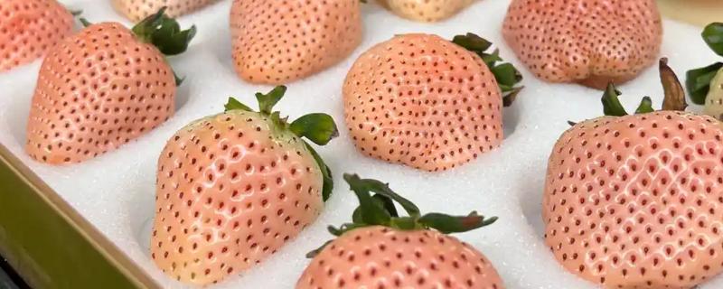 淡雪草莓品种介绍，其外表颜色浅淡且为淡粉色