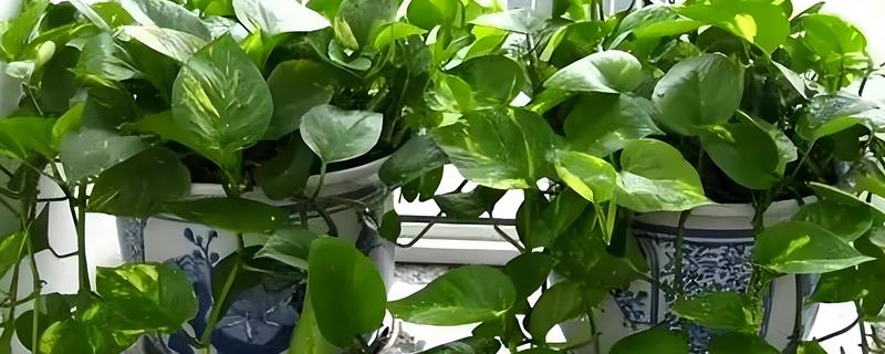绿萝能不能除甲醛，可依靠自身的循环系统将甲醛转化成其它物质