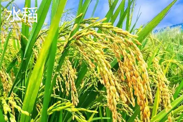 水稻和粟有什么区别，种属、形态、分布范围等方面均不同