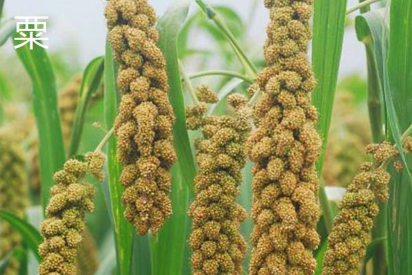 水稻和粟有什么区别，种属、形态、分布范围等方面均不同