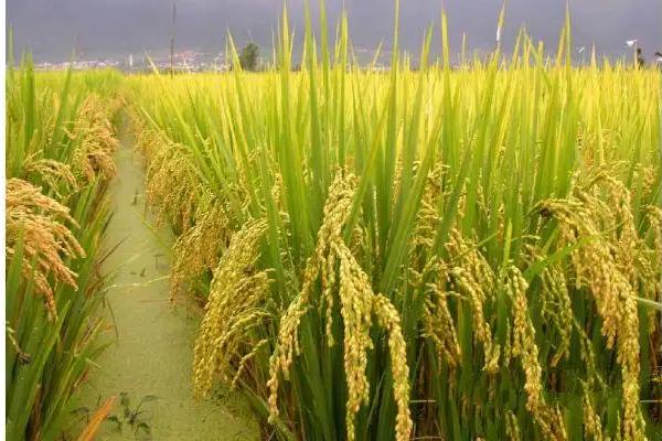 水稻和粟有什么区别，种属、形态、分布范围等方面均不同