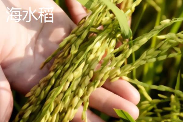 水稻和粟有什么区别，种属、形态、分布范围等方面均不同