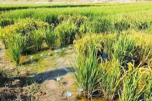 水稻和粟有什么区别，种属、形态、分布范围等方面均不同