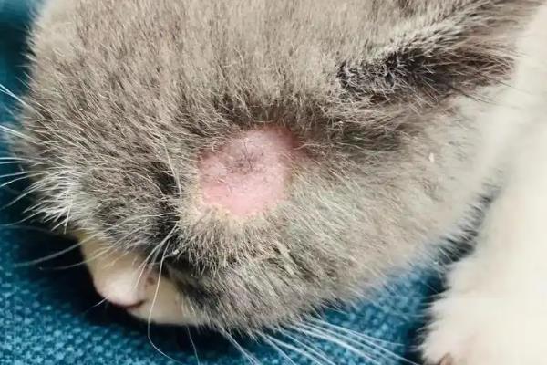 猫得湿疹的原因，是由各种外界刺激引起的