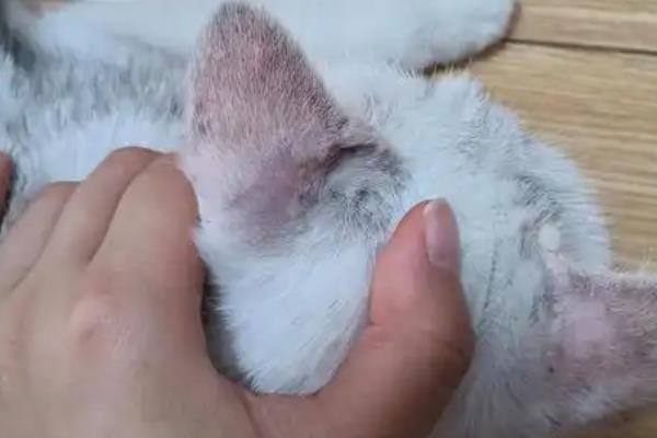 猫得湿疹的原因，是由各种外界刺激引起的