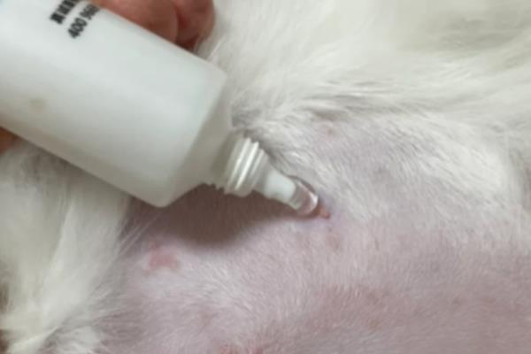 猫得湿疹的原因，是由各种外界刺激引起的