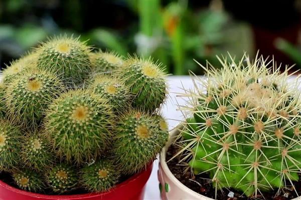 冬季怎么养殖仙人球，包裹棉花和稻草能起到保温作用