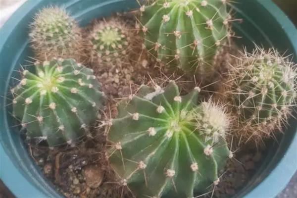 冬季怎么养殖仙人球，包裹棉花和稻草能起到保温作用