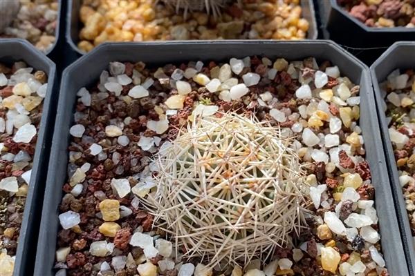 冬季怎么养殖仙人球，包裹棉花和稻草能起到保温作用