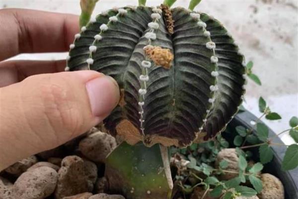 冬季怎么养殖仙人球，包裹棉花和稻草能起到保温作用