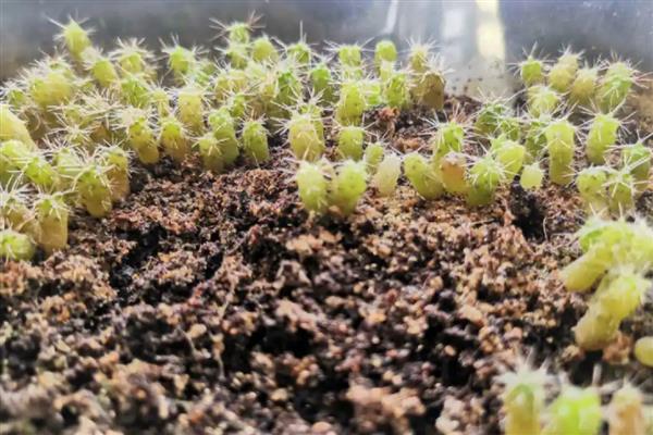 冬季怎么养殖仙人球，包裹棉花和稻草能起到保温作用