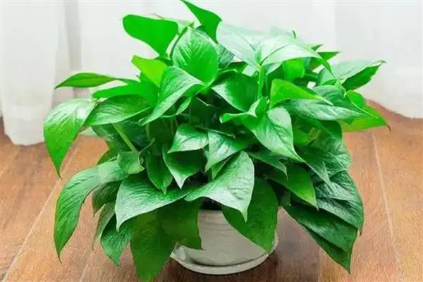 绿萝能不能除甲醛,可依靠自身的循环系统将甲醛转化成其它物质