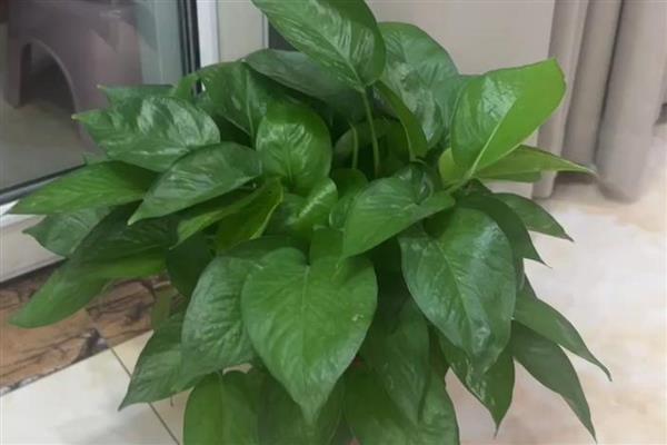 绿萝能不能除甲醛,可依靠自身的循环系统将甲醛转化成其它物质