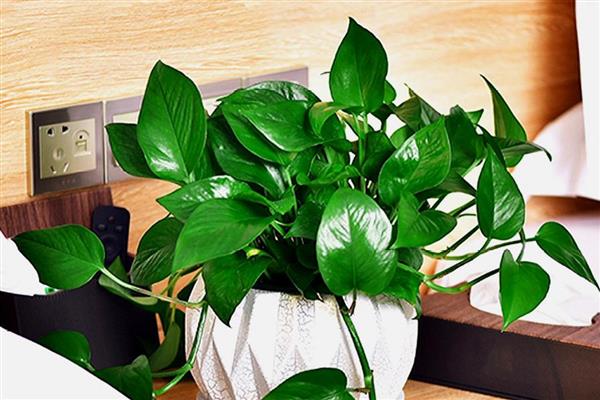 绿萝能不能除甲醛,可依靠自身的循环系统将甲醛转化成其它物质