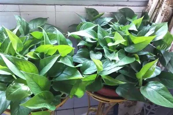 绿萝能不能除甲醛,可依靠自身的循环系统将甲醛转化成其它物质