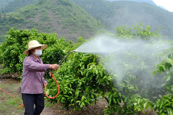 苯醚甲环唑可以防治什么，以白粉病、黑星病等病害为主