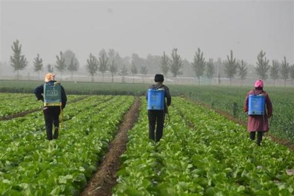 苯醚甲环唑可以防治什么，以白粉病、黑星病等病害为主