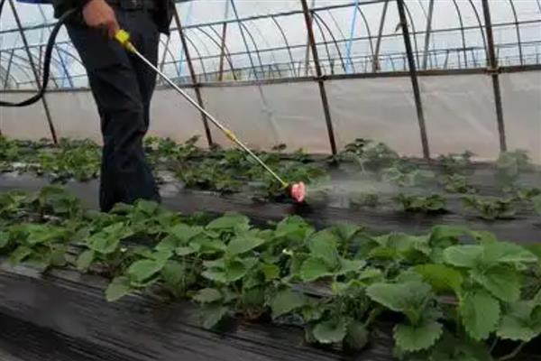 苯醚甲环唑可以防治什么，以白粉病、黑星病等病害为主
