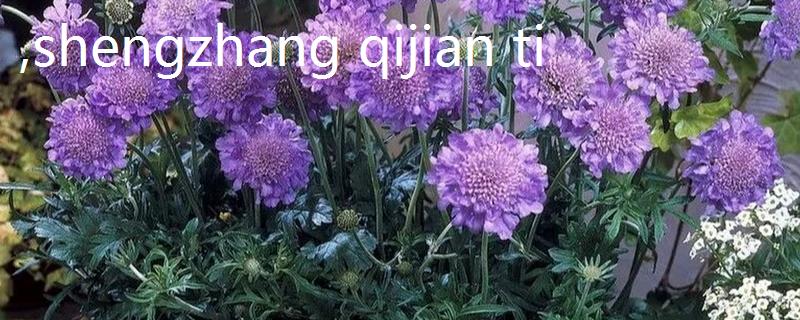 怎么养殖蓝盆花，生长期接受直射光可让植株更紧凑