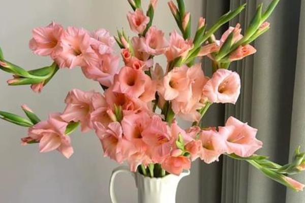 粉剑兰有什么花语，代表爱恋、怀念、节节高升