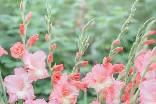 粉剑兰有什么花语，代表爱恋、怀念、节节高升