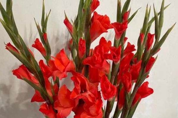 粉剑兰有什么花语，代表爱恋、怀念、节节高升