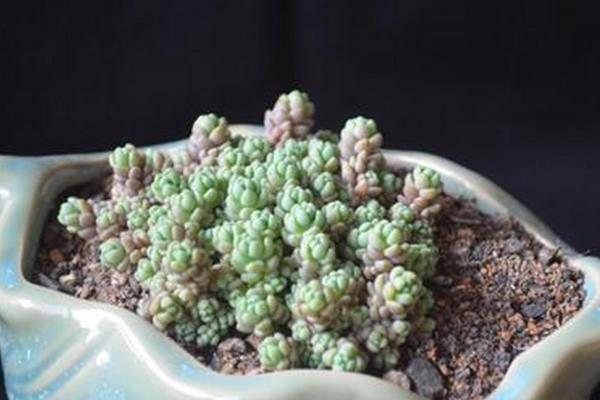 姬星美人的养护方法，生长期每隔一个月追肥一次