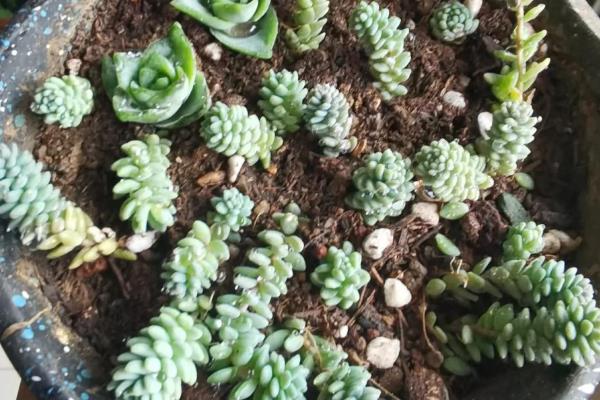 姬星美人的养护方法，生长期每隔一个月追肥一次
