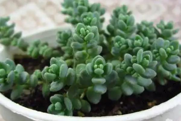姬星美人的养护方法，生长期每隔一个月追肥一次