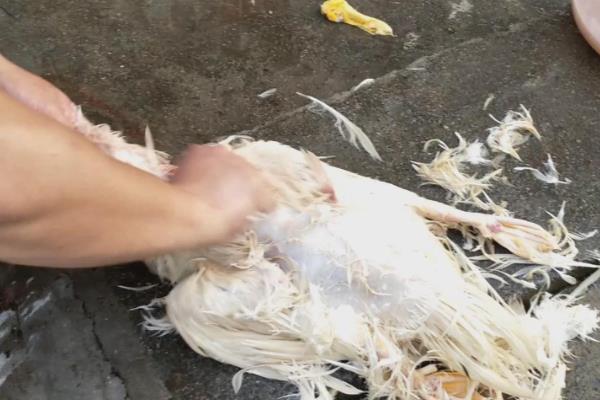 鸭子脱毛用多少度的水，通常使用70-80℃的热水
