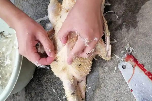鸭子脱毛用多少度的水，通常使用70-80℃的热水