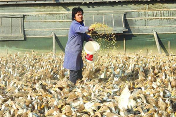 养殖1000只旱鸭的成本，鸭苗和鸭料成本总共需要2.3万元左右