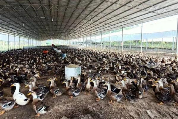 养殖1000只旱鸭的成本，鸭苗和鸭料成本总共需要2.3万元左右