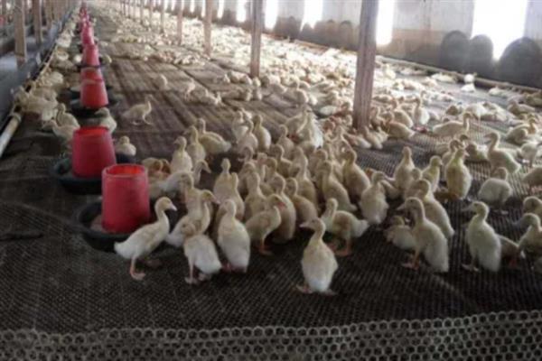 养殖1000只旱鸭的成本，鸭苗和鸭料成本总共需要2.3万元左右