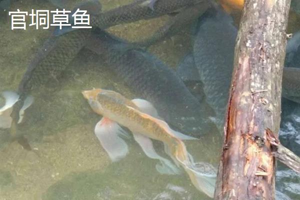 那林草鱼的产地，产于广西博白县的那林镇、江宁镇等乡镇