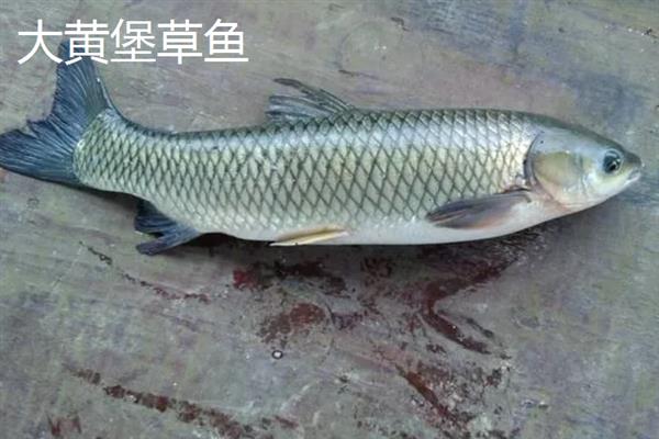 那林草鱼的产地，产于广西博白县的那林镇、江宁镇等乡镇