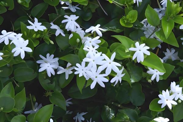 如何养护毛茉莉，花期追施两次磷肥可促进花芽形成