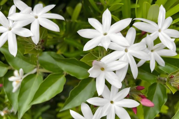 如何养护毛茉莉，花期追施两次磷肥可促进花芽形成