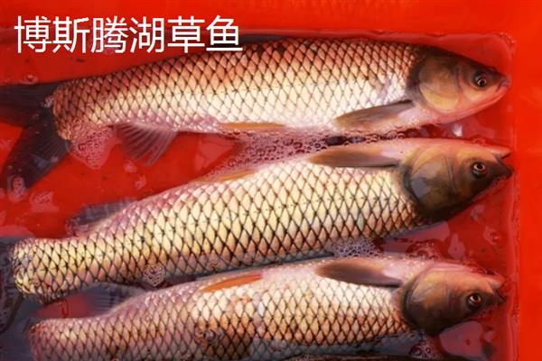 那林草鱼的产地，产于广西博白县的那林镇、江宁镇等乡镇