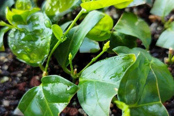 如何养护毛茉莉，花期追施两次磷肥可促进花芽形成