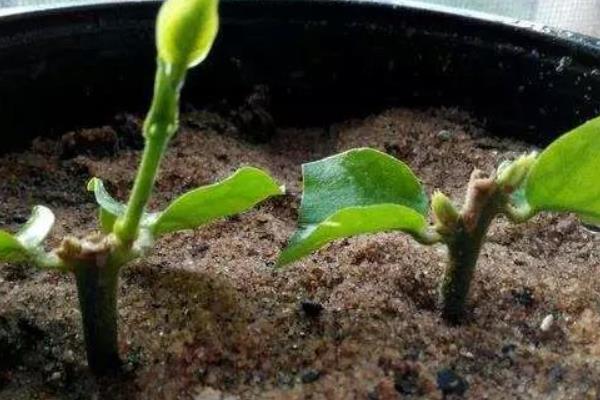 如何养护毛茉莉，花期追施两次磷肥可促进花芽形成
